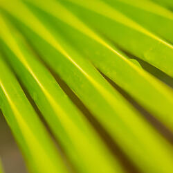 Close up of a palm leaf