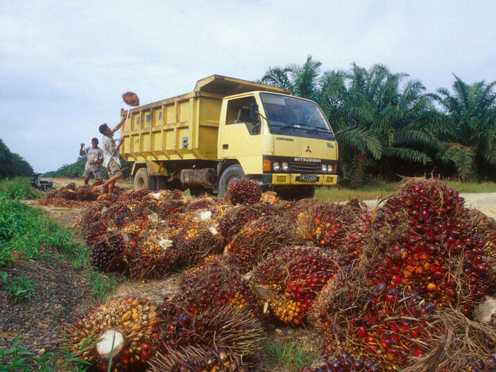 truck carrying away palm oil plant in tesso nilo forest