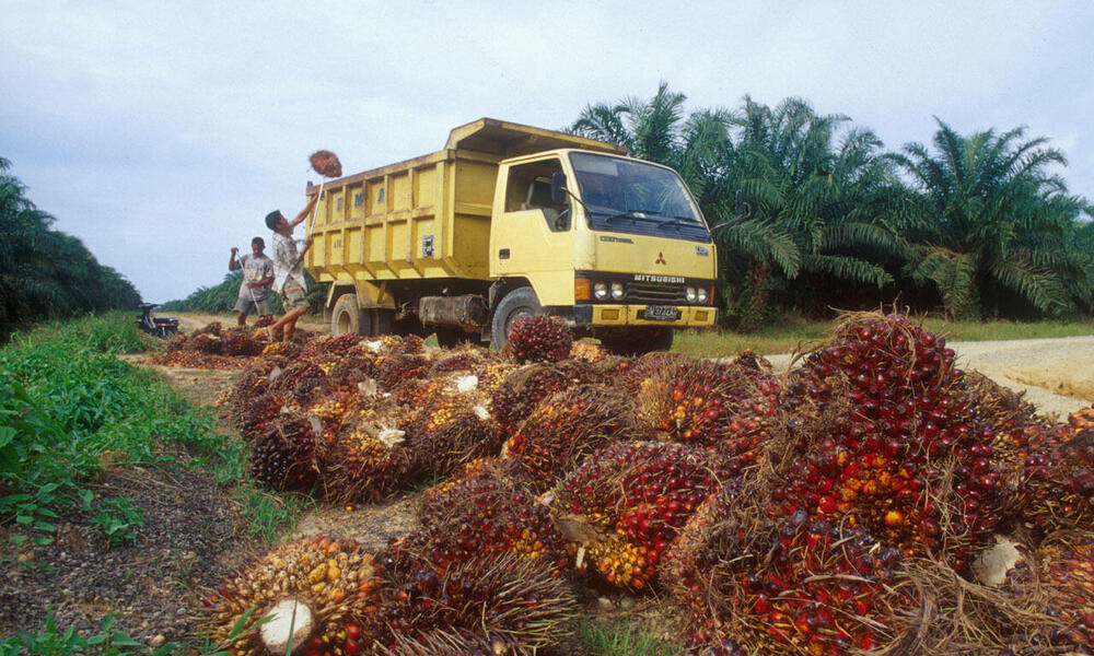 truck carrying away palm oil plant in tesso nilo forest