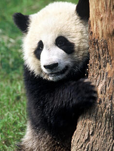 giant panda, Sichuan Province,  China