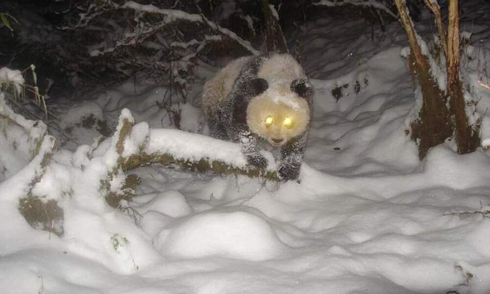 Camera trap image of giant panda