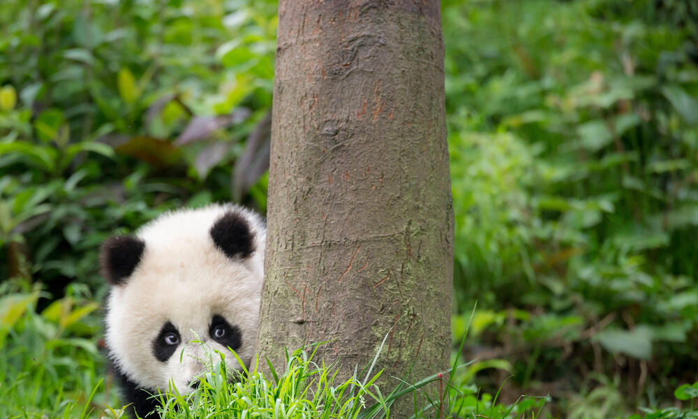 A panda peeking around a tree