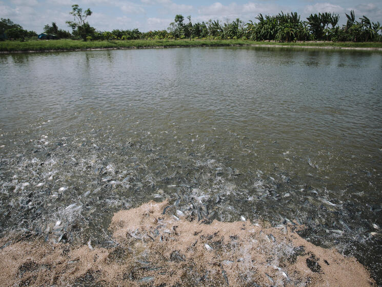 pangasius aquaculture