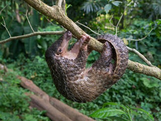 A pangolin hanging upside down from a tree branch in the forest