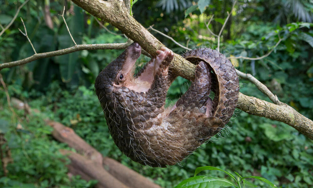 A pangolin hanging upside down from a tree branch in the forest