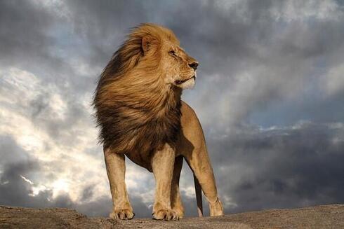 Lion standing in Serengeti National Park.