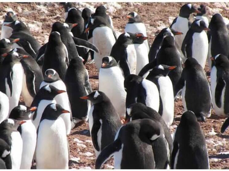 Where In The World You Can See Penguins Blog Posts Wwf