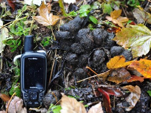 Caucasian Biosphere Reserve rangers have checked the cluster and found the leopard’s scat with chamois’ black hairs. Such findings make it possible to observe the animal movements, indicates its activity and successful adaptation in the wild.