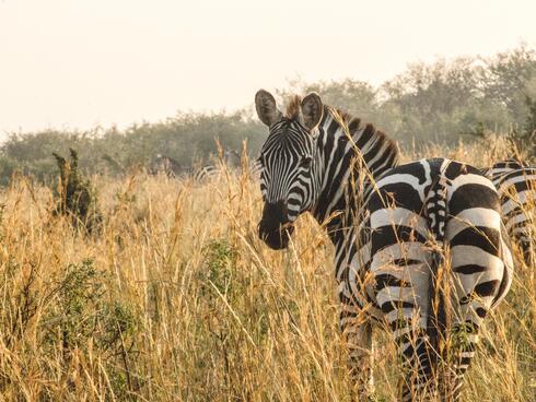 a zebra in tall grass turns to look at the camera