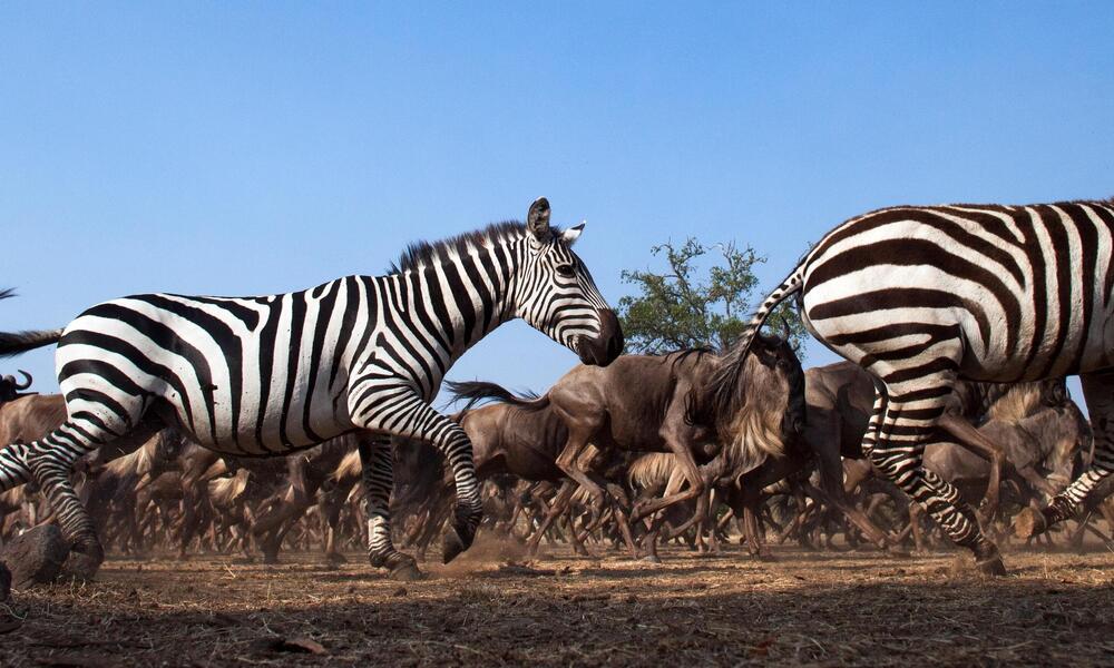 Para Animales Vida Silvestre Cebras