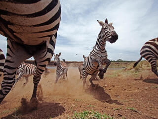 Plains Zebra (Equus burchellii) herd running.