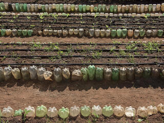 Rows of crops planted by students in Pantanal