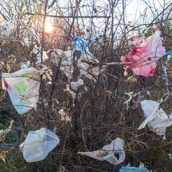 multiple plastic bags stuck in bushes