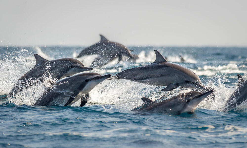 A pod of long snouted spinner dolphins break the surface