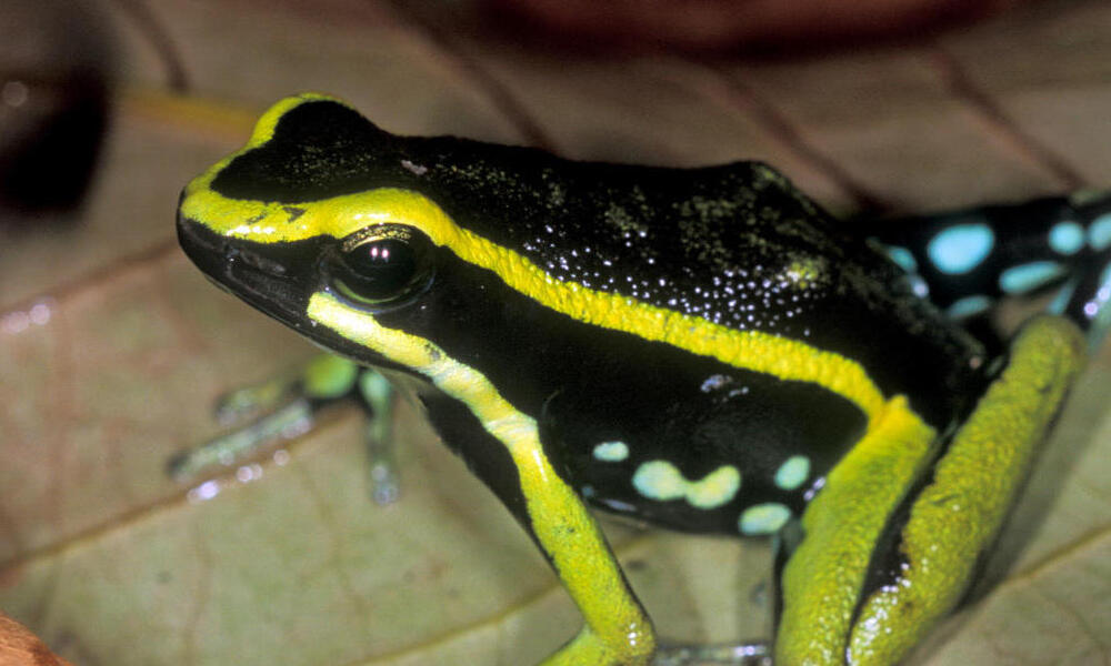 Poison Dart Frog | Species | WWF