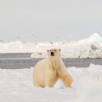 a single polar bear stands on sea ice in Alaska as sea birds fly above