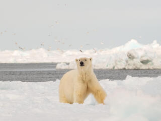 a single polar bear stands on sea ice in Alaska as sea birds fly above