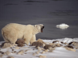 polar bear in Churchill