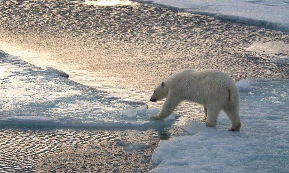 Comercialización Contaminado Solicitante Oso polar | Historias | Descubre WWF