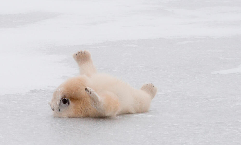 Why do polar bears have white fur? And nine other polar bear facts, Stories