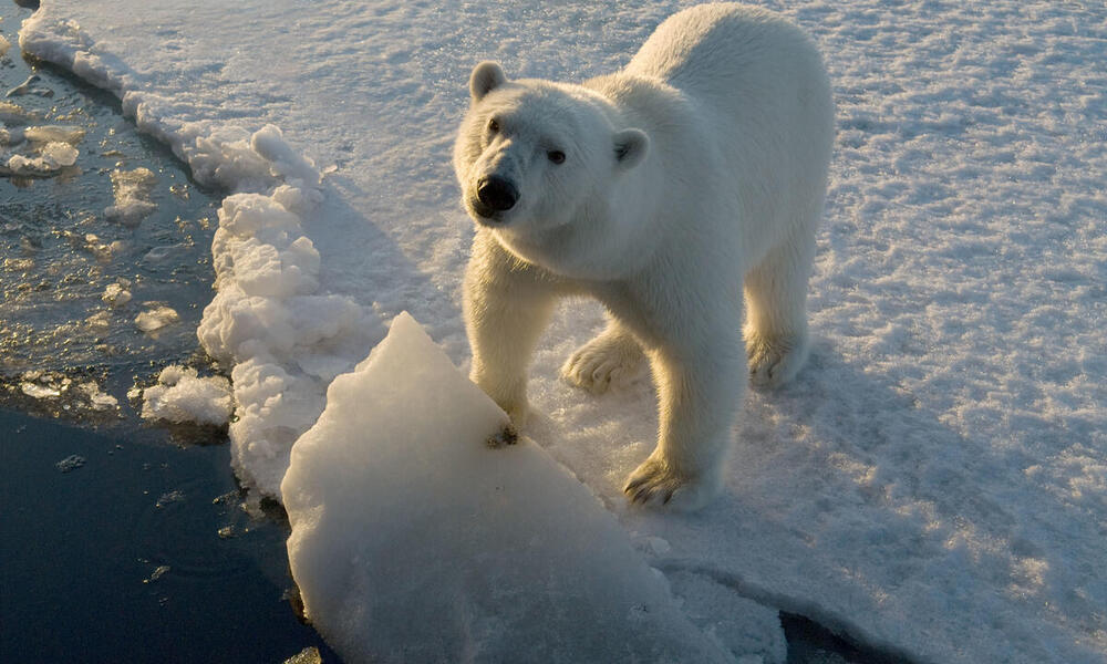 Polar bear standing on the edge of ice and looking up