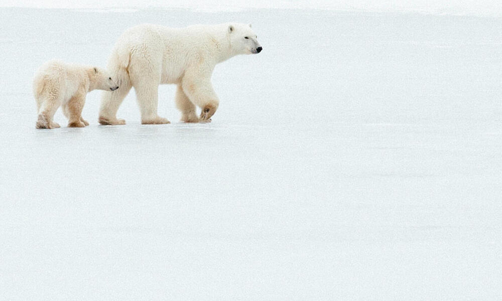Polar bear mother and cub walk across the ice