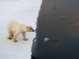 Polar bear on edge of an ice floe