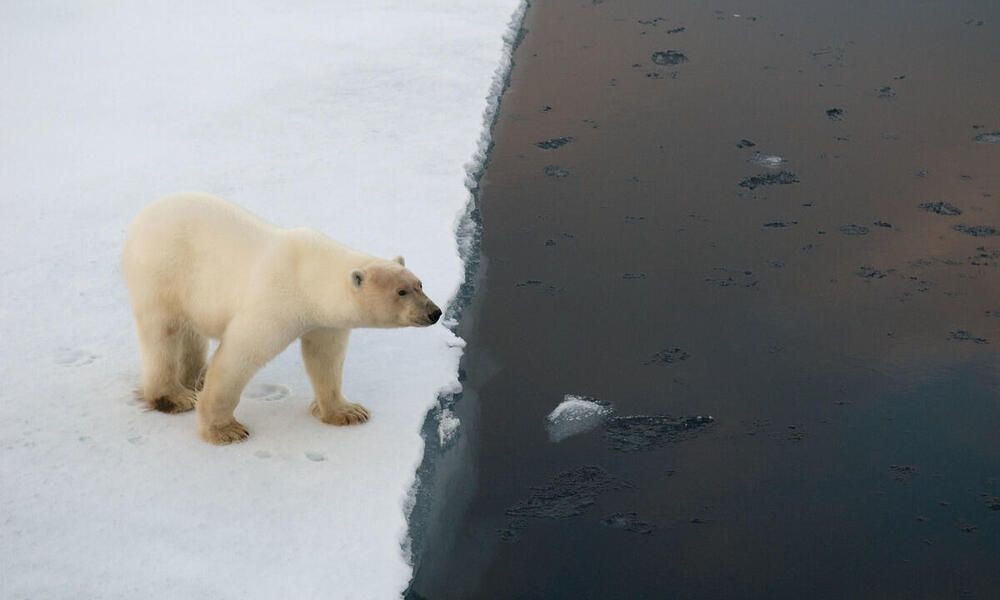 How the narrative on polar bears has become a problem for Arctic