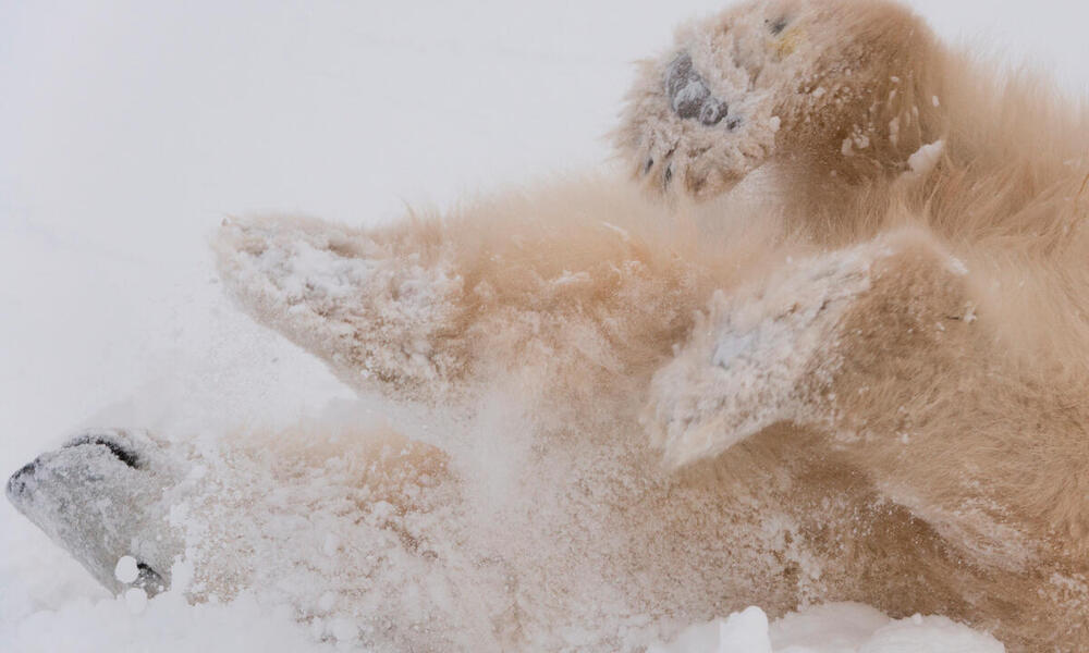Children's Place Faux Fur Polar Bear Winter Coat Sz 24 Months | eBay