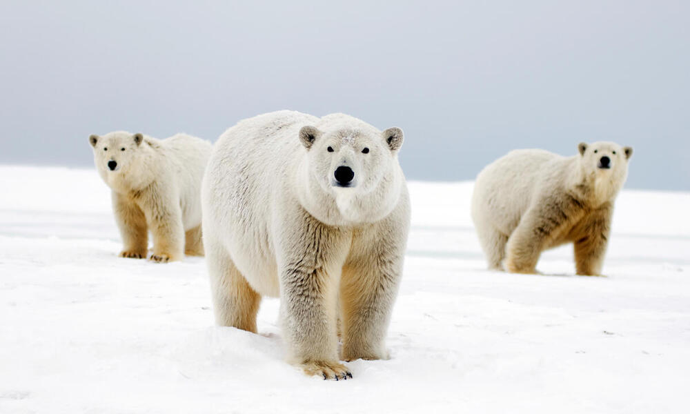 Polar bear with two cubs