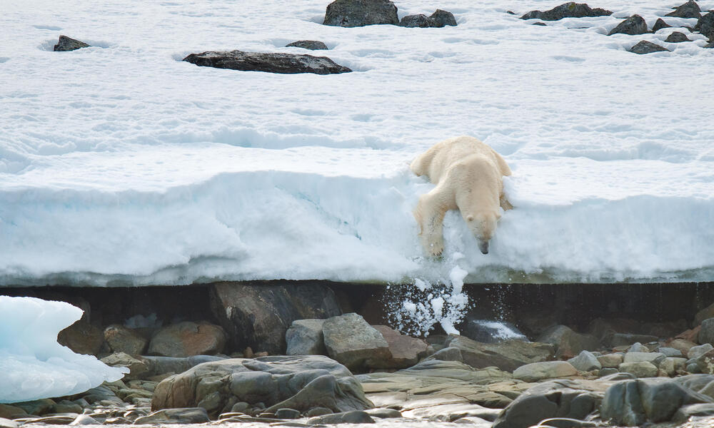 Plolar bear (Ursus maritimus), Svalbard