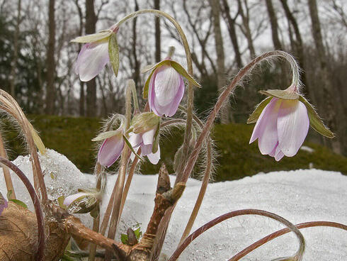 a plant wilts in snow