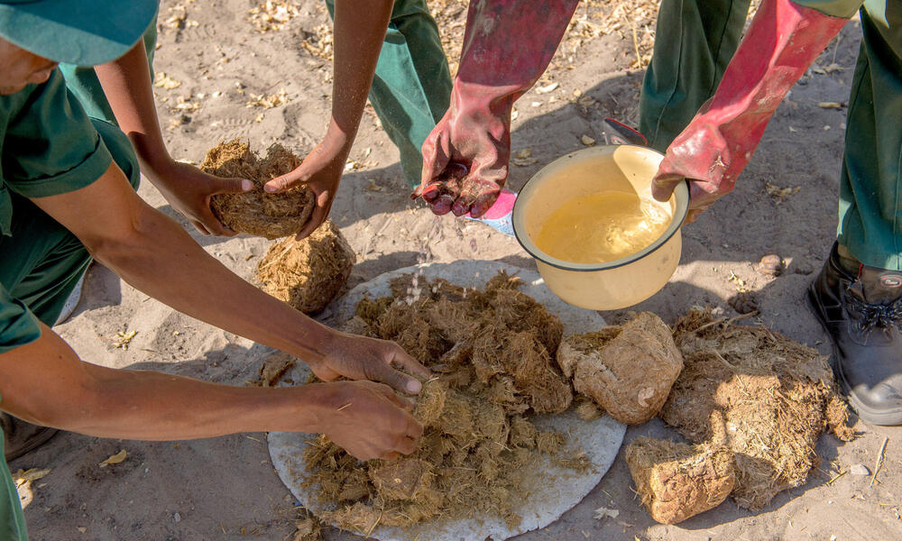 A group breaks up the pile of elephant dung and adds water.