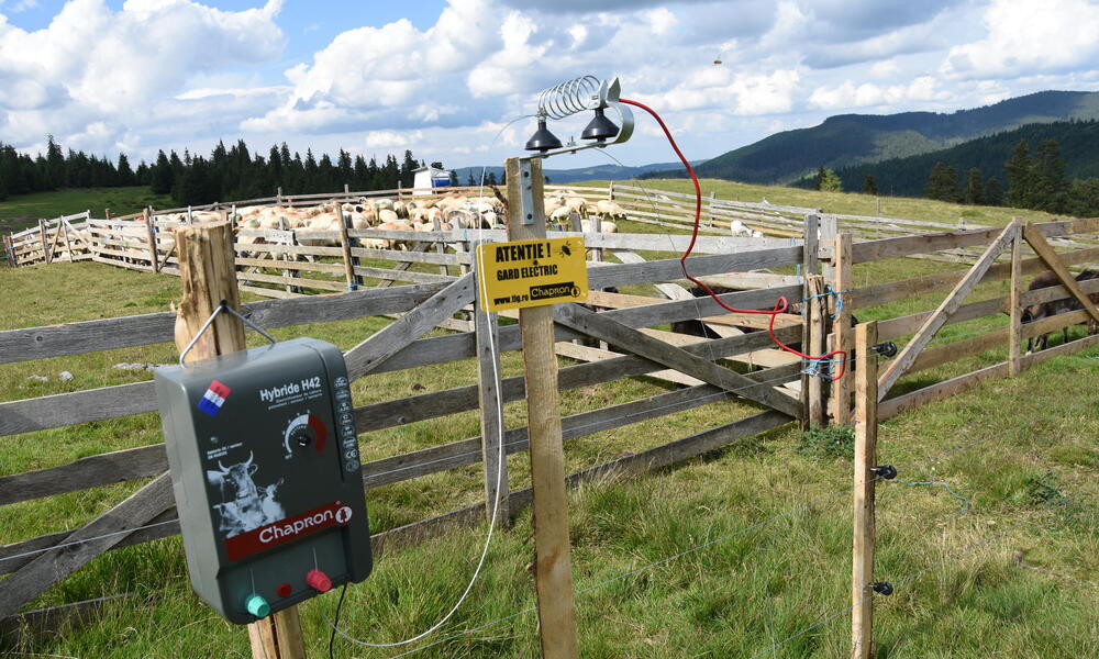 Electric fencing protecting a flock of sheep