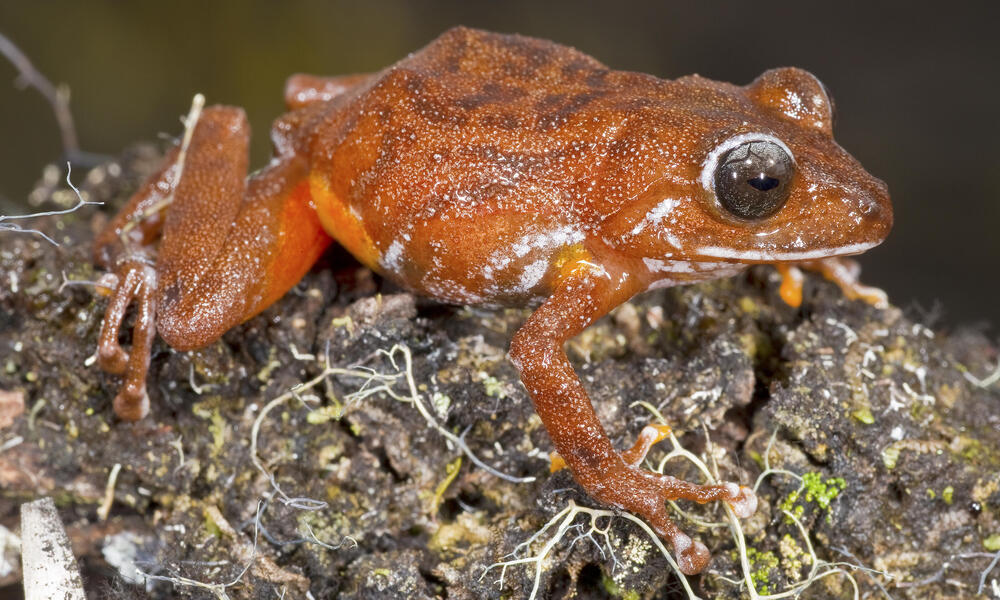A bright orange frog