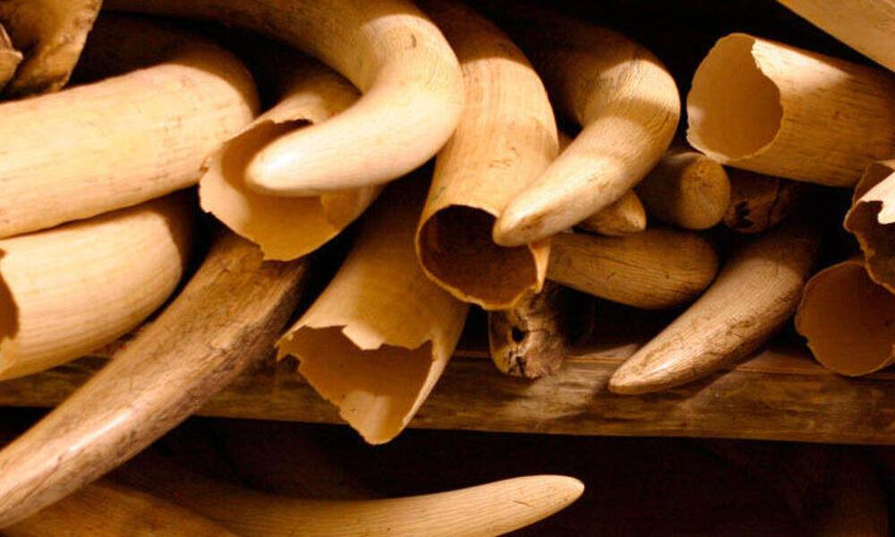 Elephant tusks stored away under extreme security measures  in the ivory stock pile of the Kruger National Park, South Africa.