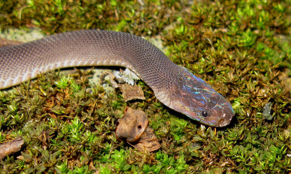 A rainbow-headed snake