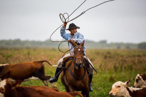 Ranch hand herding cattle at El Cachepé Ranch and Wildlife Refuge. La Eduvigis, Gran Chaco region, Northern Argentina.