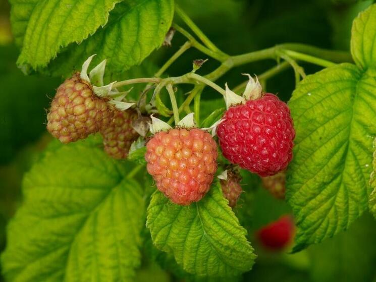 Red raspberries at different stages of maturation.