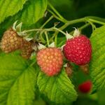 Red raspberries at different stages of maturation.