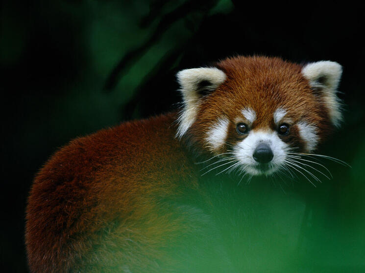 red panda