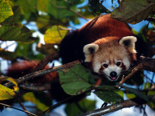 Red Panda Species Wwf