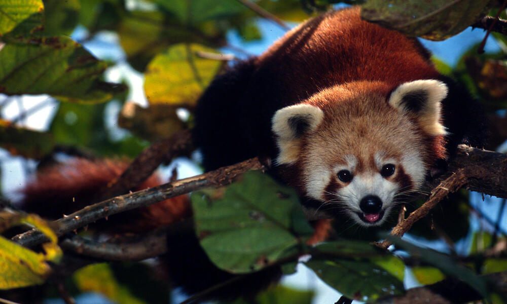 red panda in tree, Sikkim, India