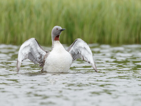 red-throated loon Shutterstock
