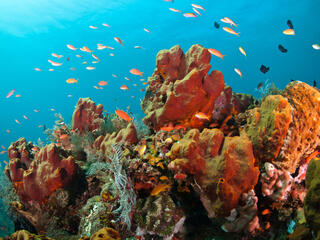 Colorful reef