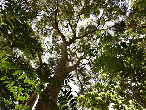 A view from inside the Atlantic Forest looking up towards sky.