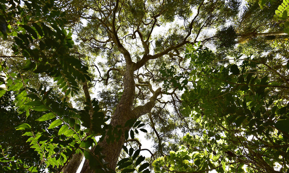 A view from inside the Atlantic Forest looking up towards sky.