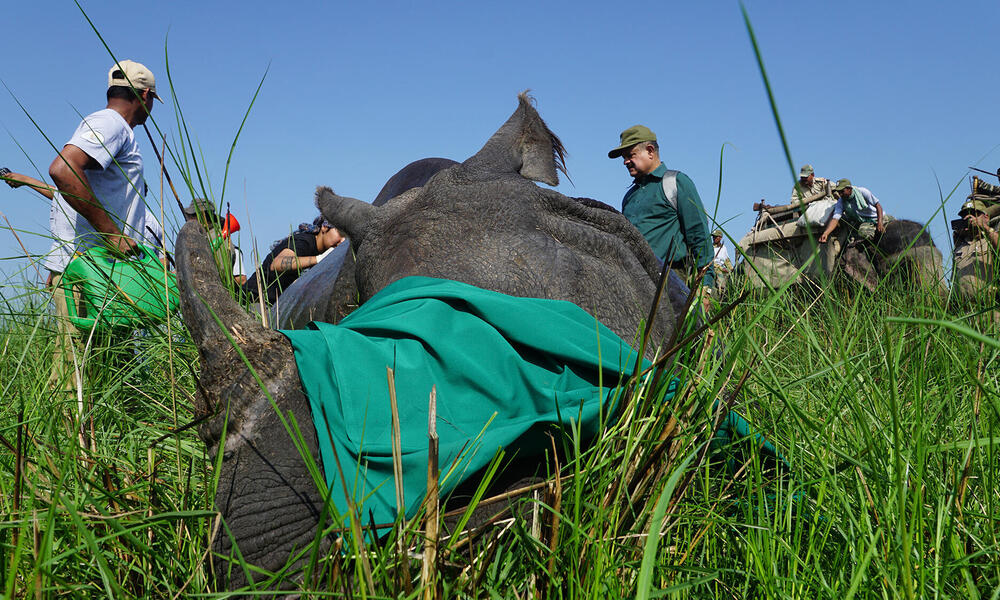 Experienced experts use tranquilizers to sedate the rhino. After the animal is asleep, veterinarians collect blood samples and make sure that the rhino is healthy. 