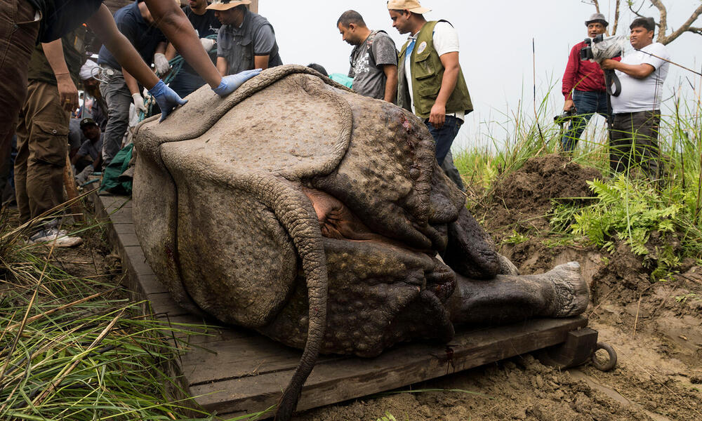 A small pit dug besides the sedated rhino helps the team pull the animal towards the crate using a sledge. 