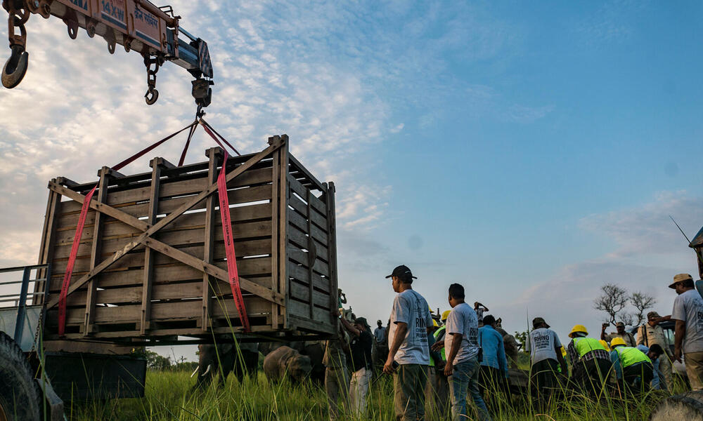 When the rhino is securely inside the create, veterinarians administer medicine to revive it. With the help of a crane, the crate is then moved onto a specialized truck that will transport the rhino to the release site.